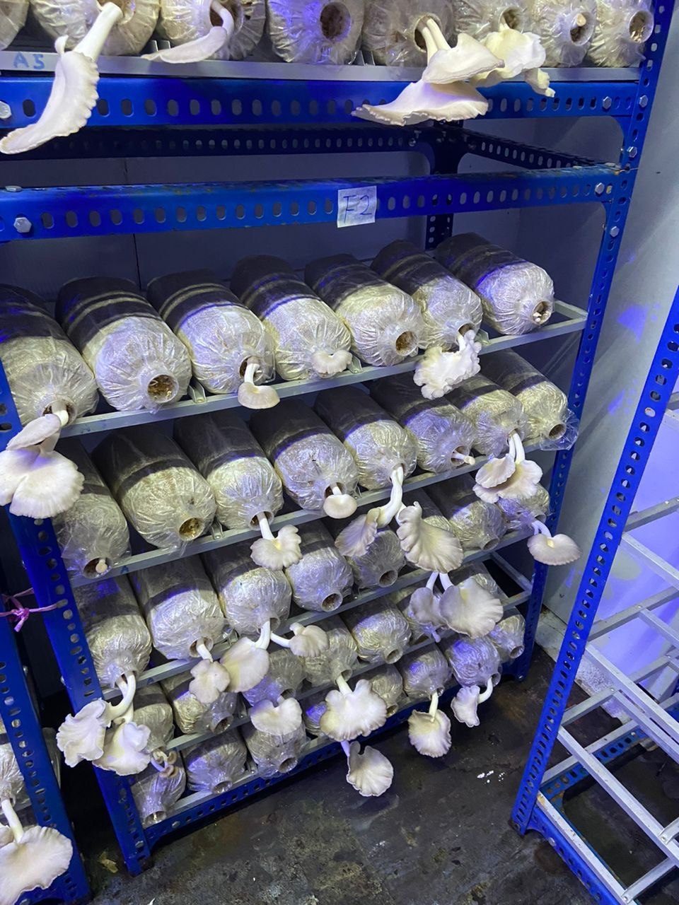 Grey oyster mushrooms fruiting from substrate blocks