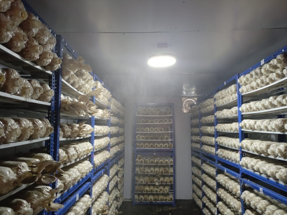 Fruiting room under humidification, racks fully loaded