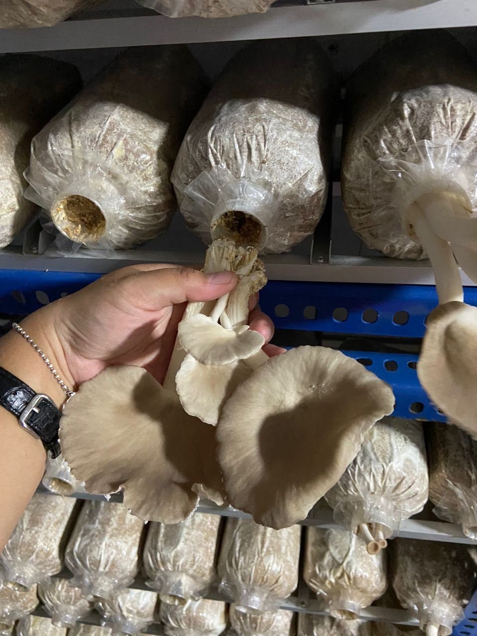 Harvesting a cluster of grey oyster mushrooms by hand