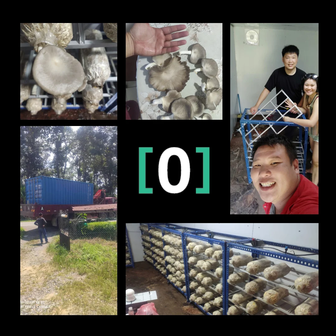 OINC mushroom farm — growing racks, harvest and container delivery